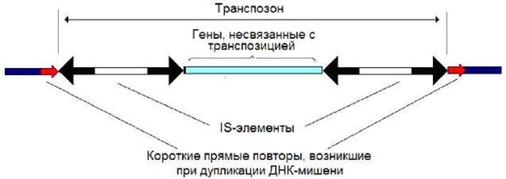 Preview Революционный подход к лечению рака крови: Транспозоны как новая мишень