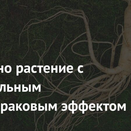 Научное подтверждение: Женьшень демонстрирует мощный противораковый эффект