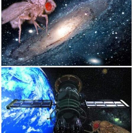 Дрозофилы на МКС: Продолжение многопоколенческих экспериментов в космосе