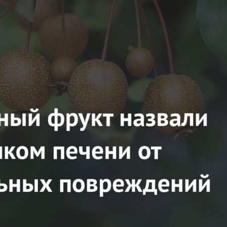 Уссурийская груша: мощная защита печени от алкогольных повреждений