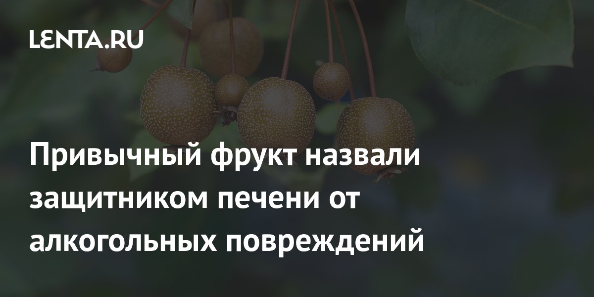 Preview Уссурийская груша: мощная защита печени от алкогольных повреждений
