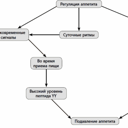 Учёные раскрыли ключевой механизм регуляции аппетита