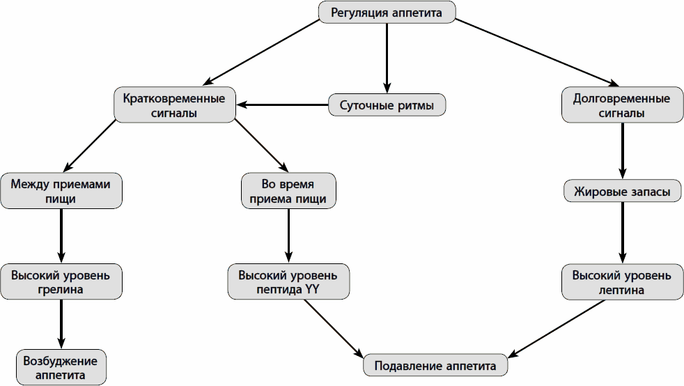 Preview Учёные раскрыли ключевой механизм регуляции аппетита