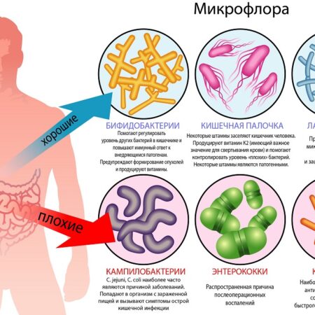 Неожиданная угроза: Микропластик меняет микрофлору кишечника