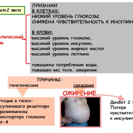 Мутации в клетках крови: неожиданная причина ожирения и диабета