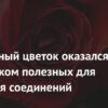 Роза: неожиданный источник мощных биоактивных соединений для здоровья