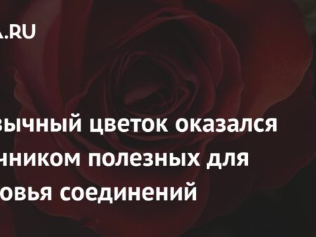 Роза: неожиданный источник мощных биоактивных соединений для здоровья