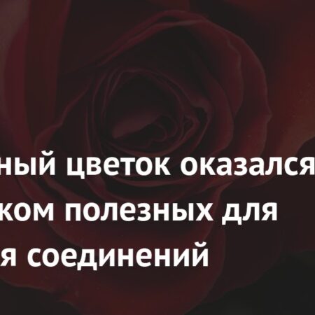 Роза: неожиданный источник мощных биоактивных соединений для здоровья