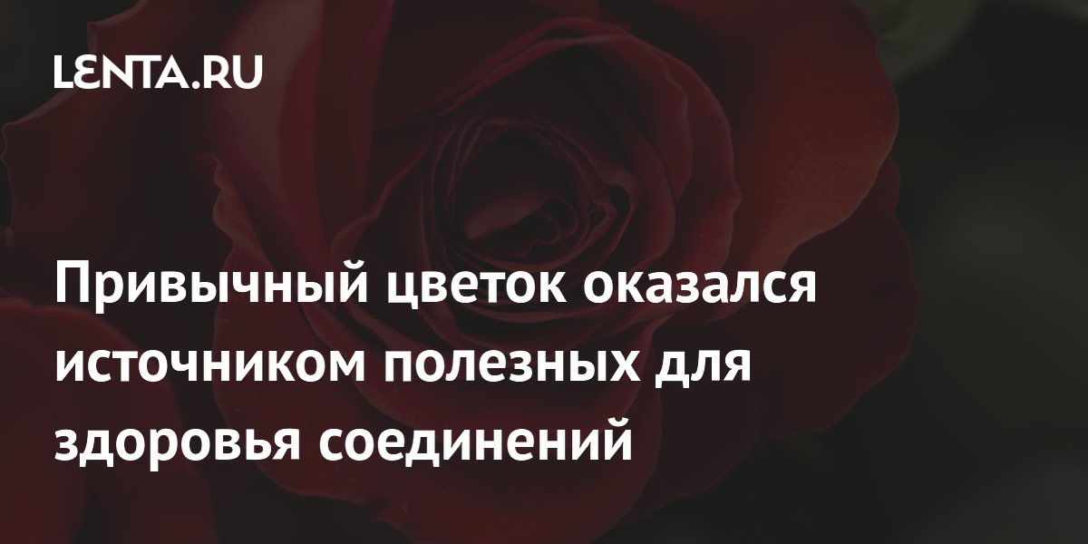 Preview Роза: неожиданный источник мощных биоактивных соединений для здоровья