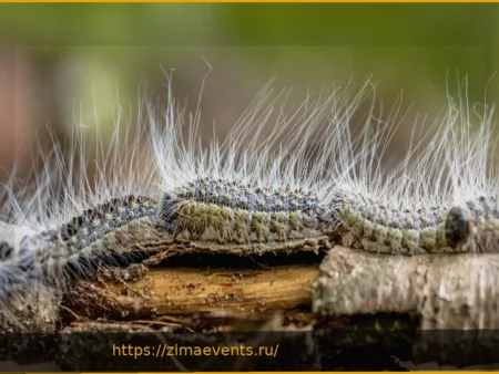 Почему лучше избегать дубового шелкопряда