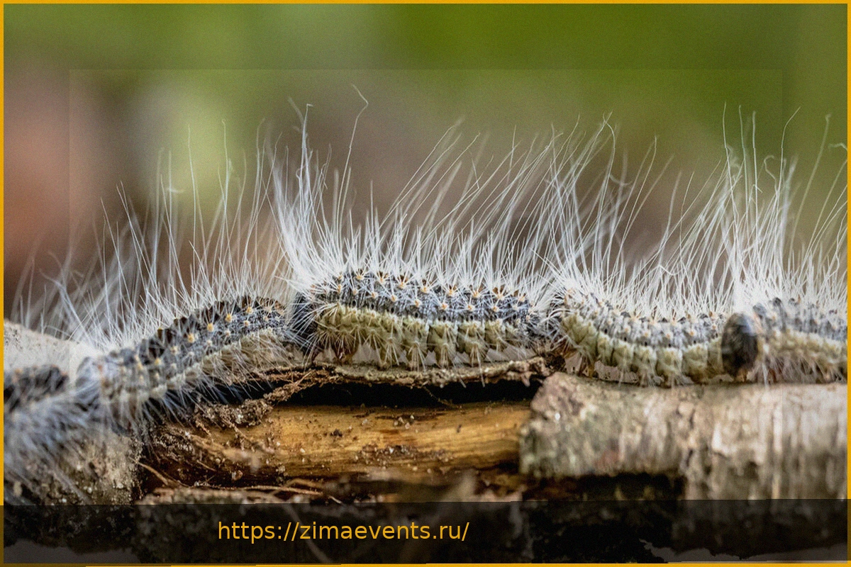 Preview Почему лучше избегать дубового шелкопряда