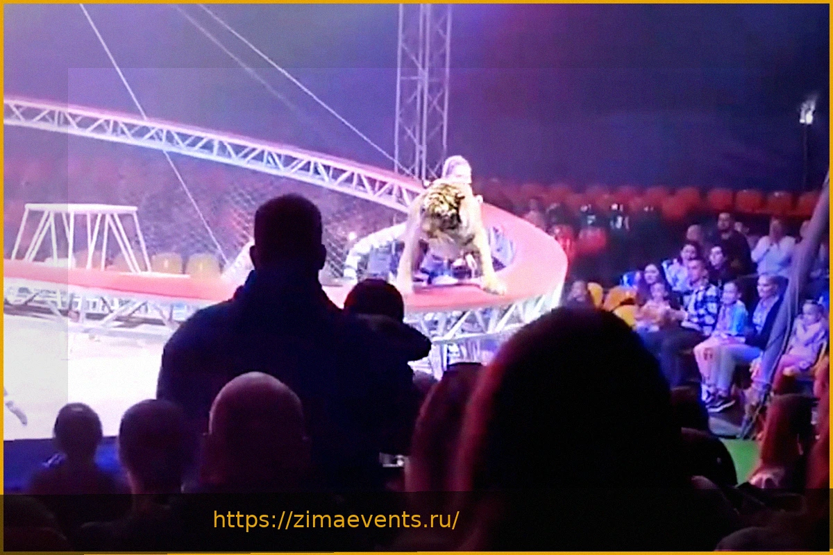 Preview Тигр выпрыгнул из манежа на зрителей в цирке
