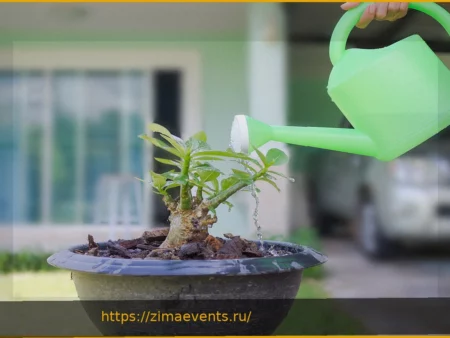 Как правильно поливать комнатные растения: вред водопроводной воды и решения