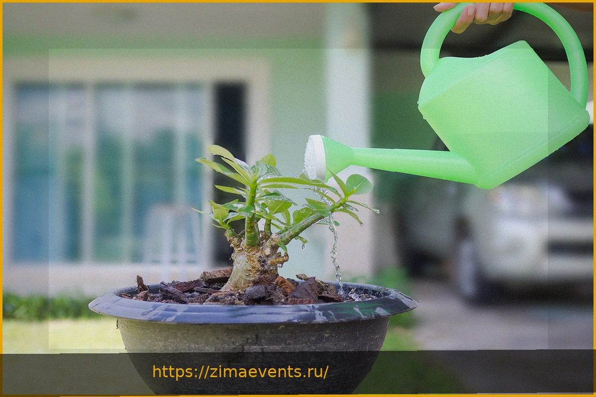 Preview Как правильно поливать комнатные растения: вред водопроводной воды и решения