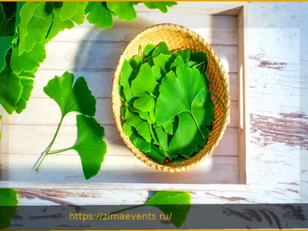 Гинкго как лекарственное средство: что нужно знать о приеме