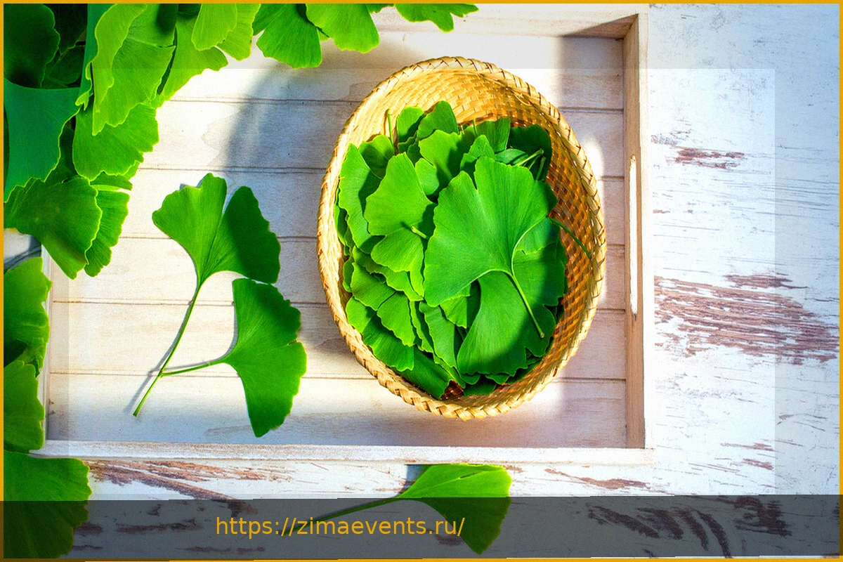 Preview Гинкго как лекарственное средство: что нужно знать о приеме