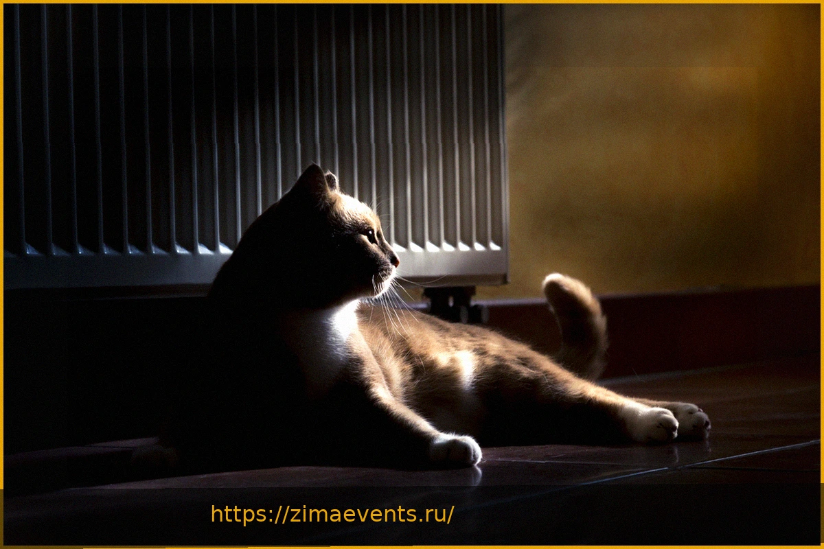 Preview Соседи не рады: женщина завела 200 кошек в знак мести