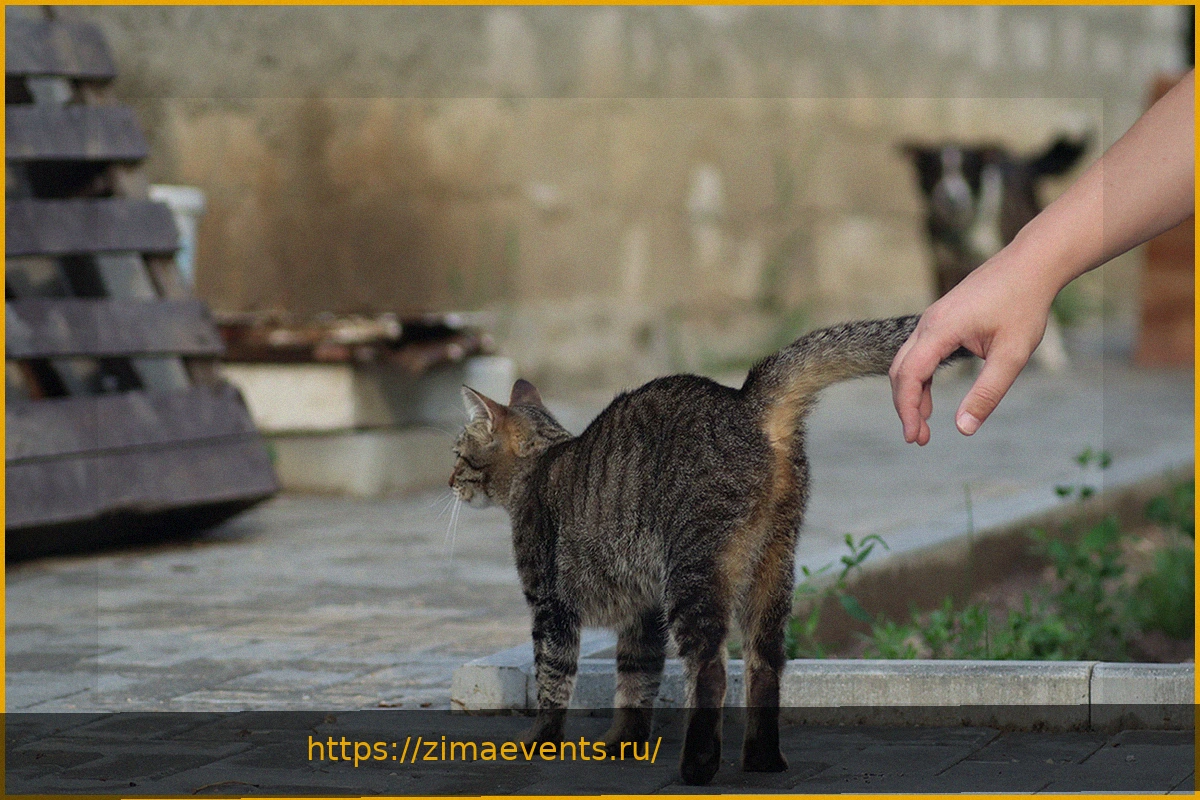 Preview Жестокое обращение с животным в Ленобласти: отец убил кота на глазах у сына